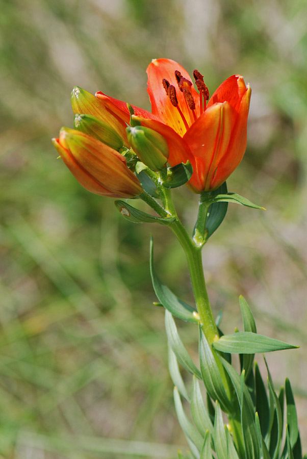 Lilium bulbiferum
